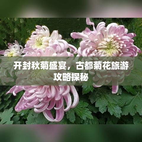 开封秋菊盛宴，古都菊花旅游攻略探秘
