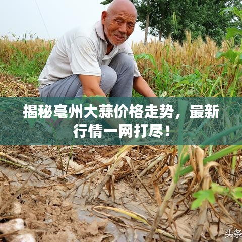 揭秘亳州大蒜价格走势，最新行情一网打尽！