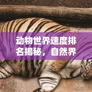 动物世界速度排名揭秘，自然界的极速传说探索