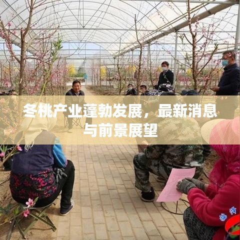 冬桃产业蓬勃发展，最新消息与前景展望