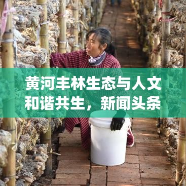 黄河丰林生态与人文和谐共生，新闻头条探寻绿色发展的故事