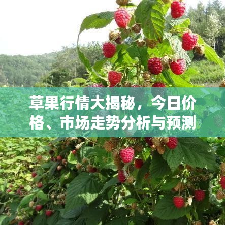 草果行情大揭秘，今日价格、市场走势分析与预测