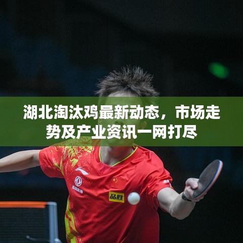 湖北淘汰鸡最新动态，市场走势及产业资讯一网打尽