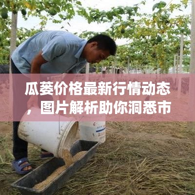 瓜蒌价格最新行情动态，图片解析助你洞悉市场走势！