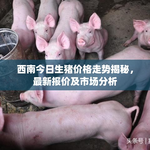 西南今日生猪价格走势揭秘，最新报价及市场分析