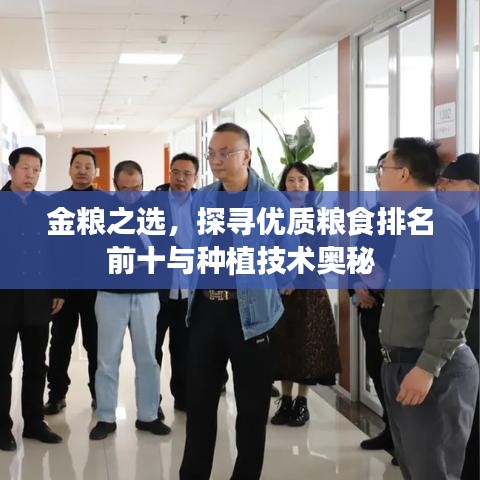 金粮之选，探寻优质粮食排名前十与种植技术奥秘