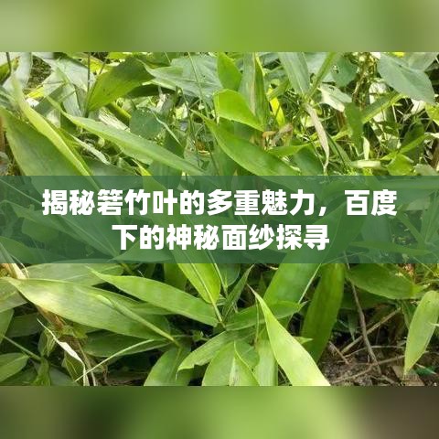 揭秘箬竹叶的多重魅力，百度下的神秘面纱探寻