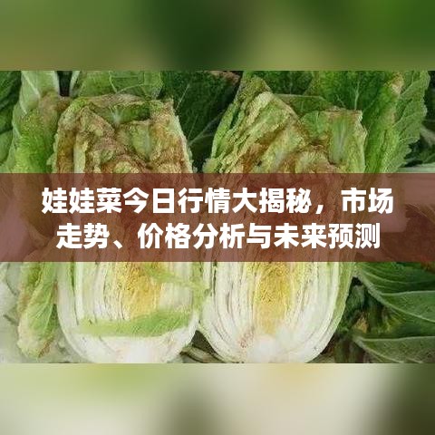 娃娃菜今日行情大揭秘，市场走势、价格分析与未来预测