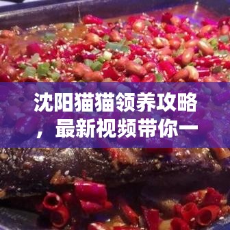 沈阳猫猫领养攻略，最新视频带你一站式了解领养全过程