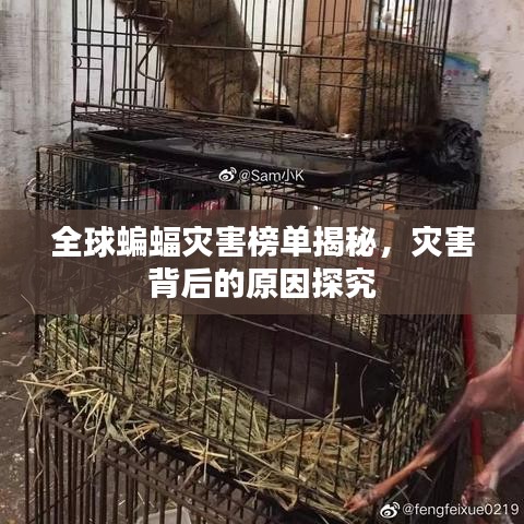 全球蝙蝠灾害榜单揭秘，灾害背后的原因探究