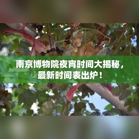 南京博物院夜宵时间大揭秘，最新时间表出炉！