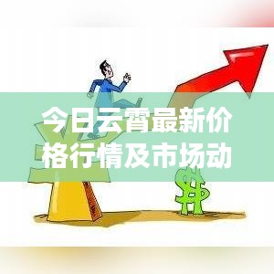 今日云霄最新价格行情及市场动态全面解读