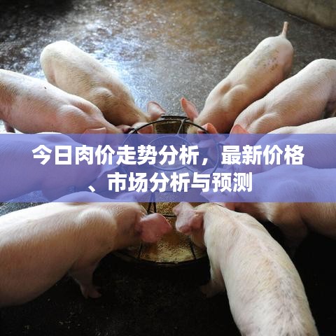 今日肉价走势分析，最新价格、市场分析与预测