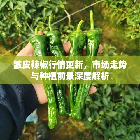 皱皮辣椒行情更新，市场走势与种植前景深度解析