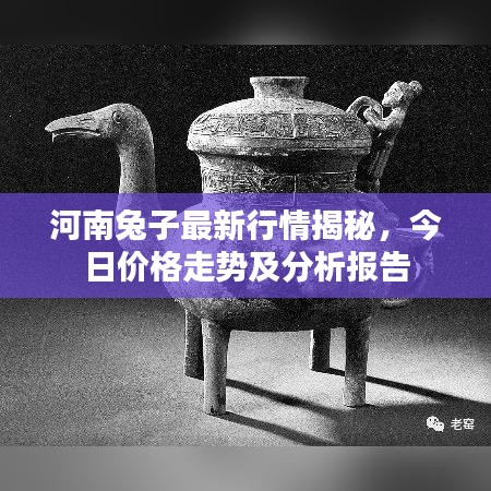 河南兔子最新行情揭秘，今日价格走势及分析报告