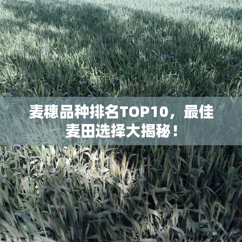麦穗品种排名TOP10，最佳麦田选择大揭秘！