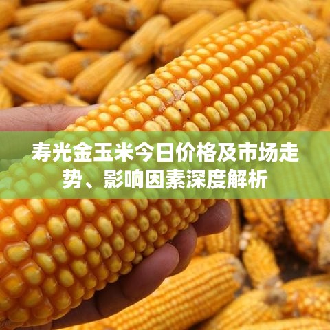 寿光金玉米今日价格及市场走势、影响因素深度解析