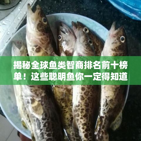 揭秘全球鱼类智商排名前十榜单！这些聪明鱼你一定得知道！