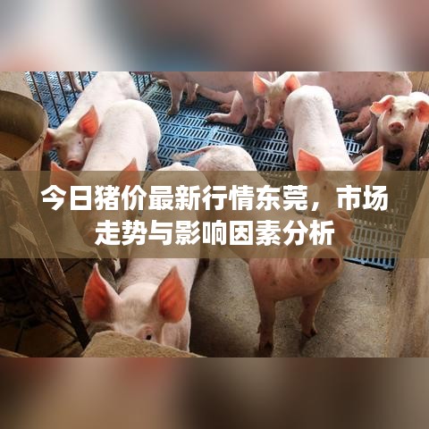 今日猪价最新行情东莞，市场走势与影响因素分析
