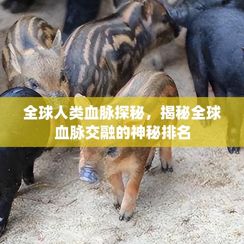 全球人类血脉探秘，揭秘全球血脉交融的神秘排名