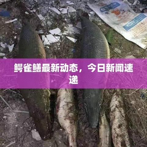鳄雀鳝最新动态，今日新闻速递