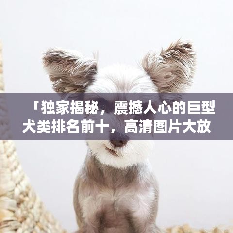 「独家揭秘，震撼人心的巨型犬类排名前十，高清图片大放送！」