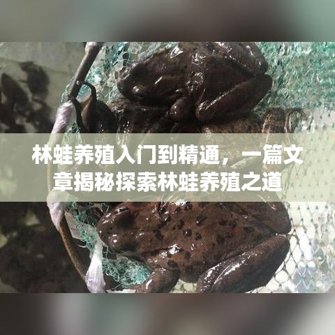 林蛙养殖入门到精通，一篇文章揭秘探索林蛙养殖之道