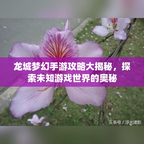 龙城梦幻手游攻略大揭秘，探索未知游戏世界的奥秘