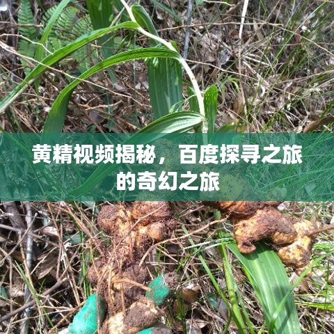 黄精视频揭秘，百度探寻之旅的奇幻之旅