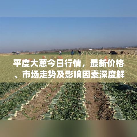平度大葱今日行情，最新价格、市场走势及影响因素深度解析