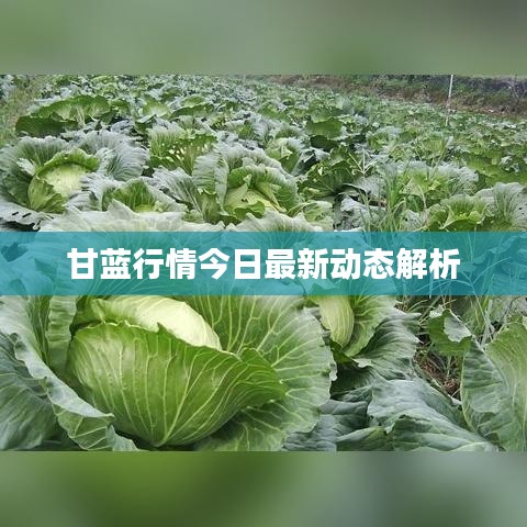 甘蓝行情今日最新动态解析