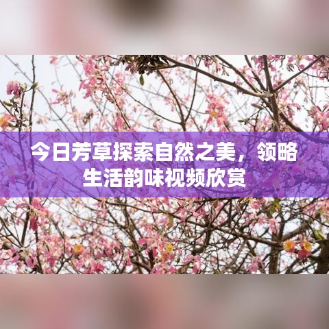 今日芳草探索自然之美，领略生活韵味视频欣赏