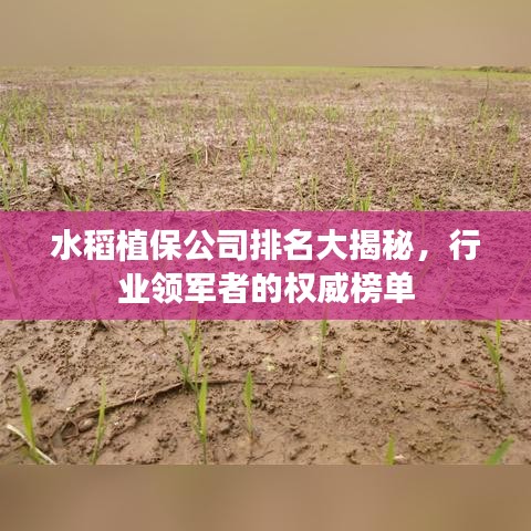 水稻植保公司排名大揭秘，行业领军者的权威榜单