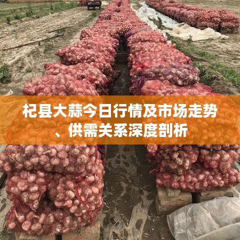 杞县大蒜今日行情及市场走势、供需关系深度剖析