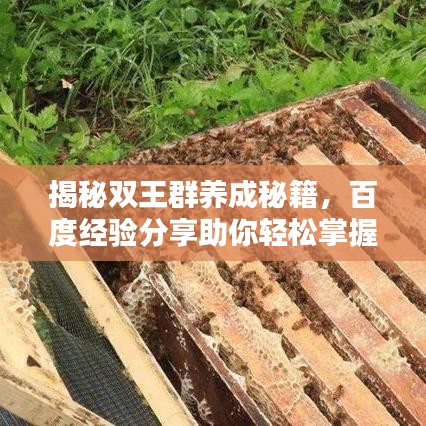 揭秘双王群养成秘籍，百度经验分享助你轻松掌握技巧！