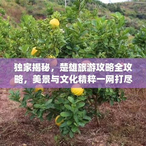 独家揭秘，楚雄旅游攻略全攻略，美景与文化精粹一网打尽
