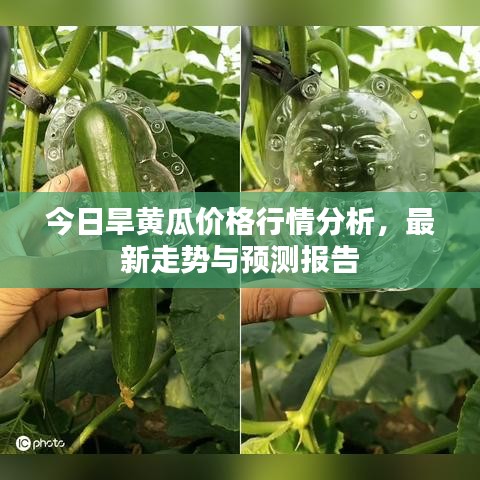 今日旱黄瓜价格行情分析，最新走势与预测报告
