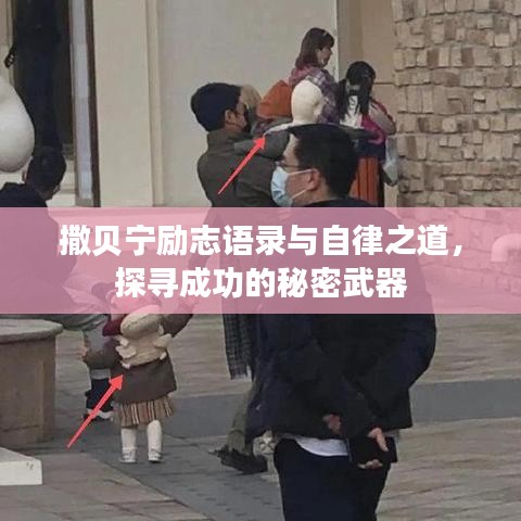 撒贝宁励志语录与自律之道，探寻成功的秘密武器