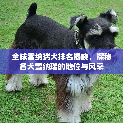 全球雪纳瑞犬排名揭晓，探秘名犬雪纳瑞的地位与风采