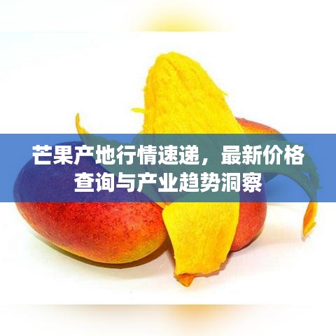 芒果产地行情速递，最新价格查询与产业趋势洞察