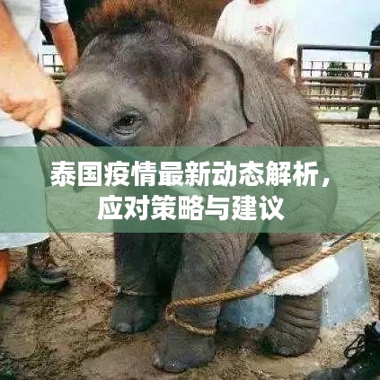 泰国疫情最新动态解析，应对策略与建议
