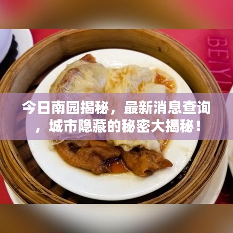 今日南园揭秘，最新消息查询，城市隐藏的秘密大揭秘！