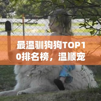 最温驯狗狗TOP10排名榜，温顺宠物指南全解析