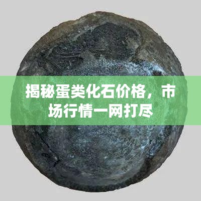 揭秘蛋类化石价格，市场行情一网打尽