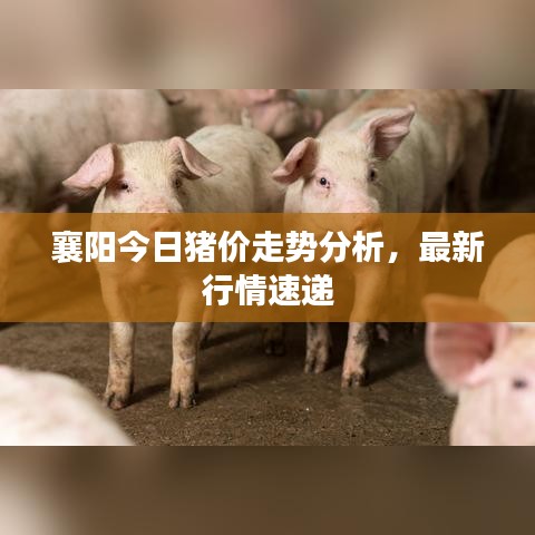 襄阳今日猪价走势分析，最新行情速递