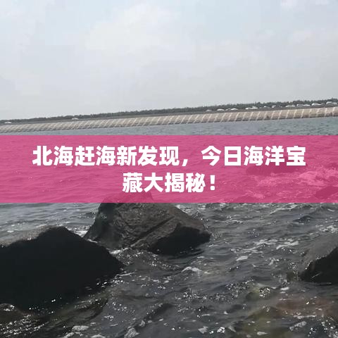 北海赶海新发现，今日海洋宝藏大揭秘！