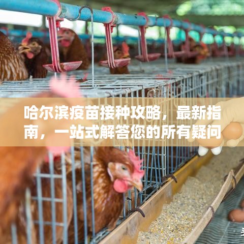 哈尔滨疫苗接种攻略，最新指南，一站式解答您的所有疑问