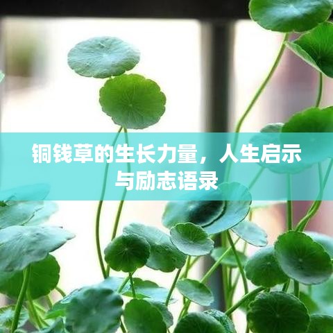 铜钱草的生长力量，人生启示与励志语录