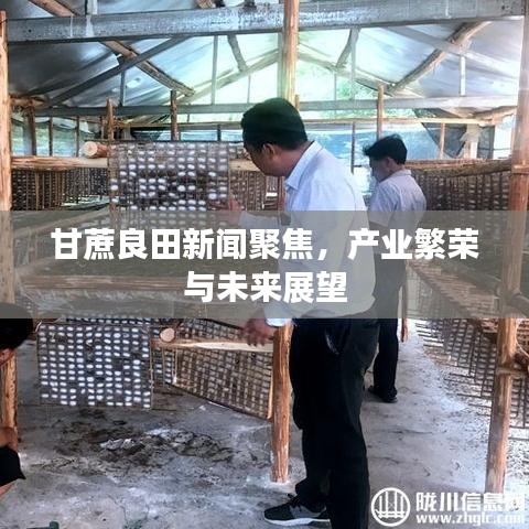 甘蔗良田新闻聚焦，产业繁荣与未来展望
