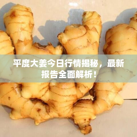 平度大姜今日行情揭秘，最新报告全面解析！